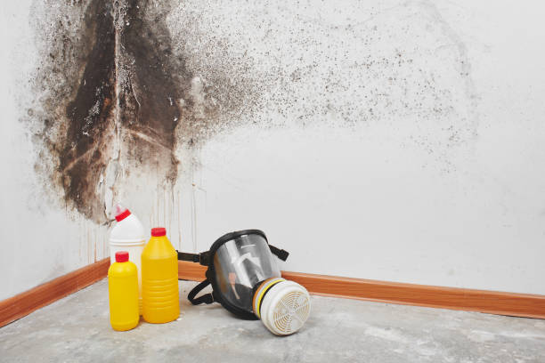 Palermo, NJ Mold Removal Company