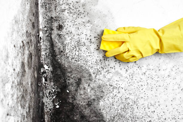 Best Office Mold Removal Services  in Palermo, NJ