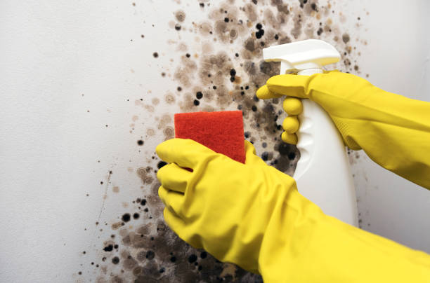 Home Mold Removal in Palermo, NJ