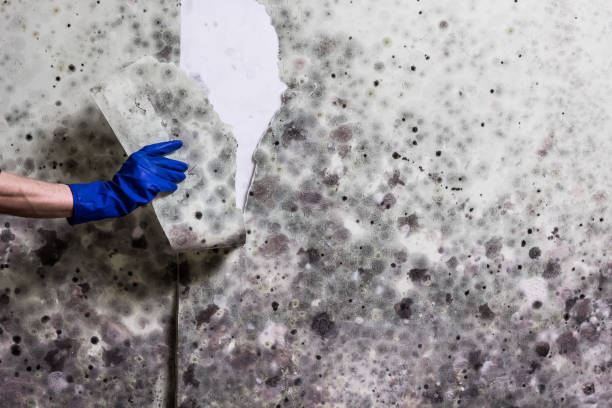 Best Emergency Mold Removal  in Palermo, NJ