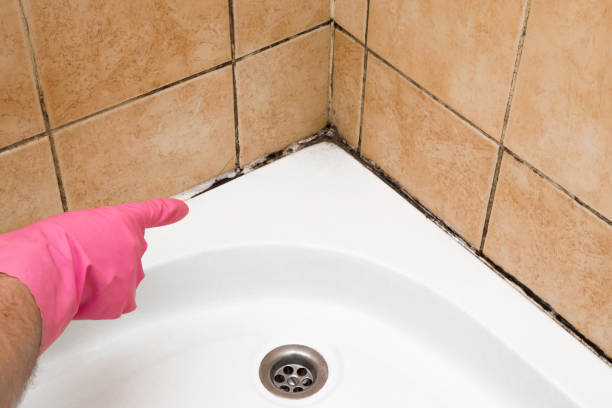 Best Mold Damage Repair  in Palermo, NJ